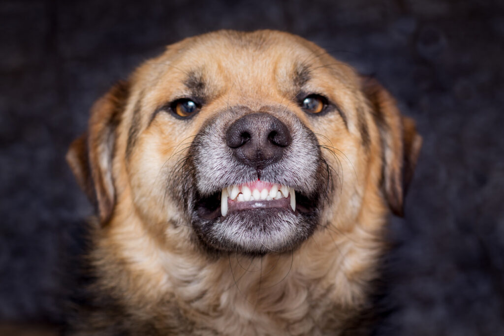 The dog shows teeth. Angry dog is ready to bite. Caution is an evil dog_